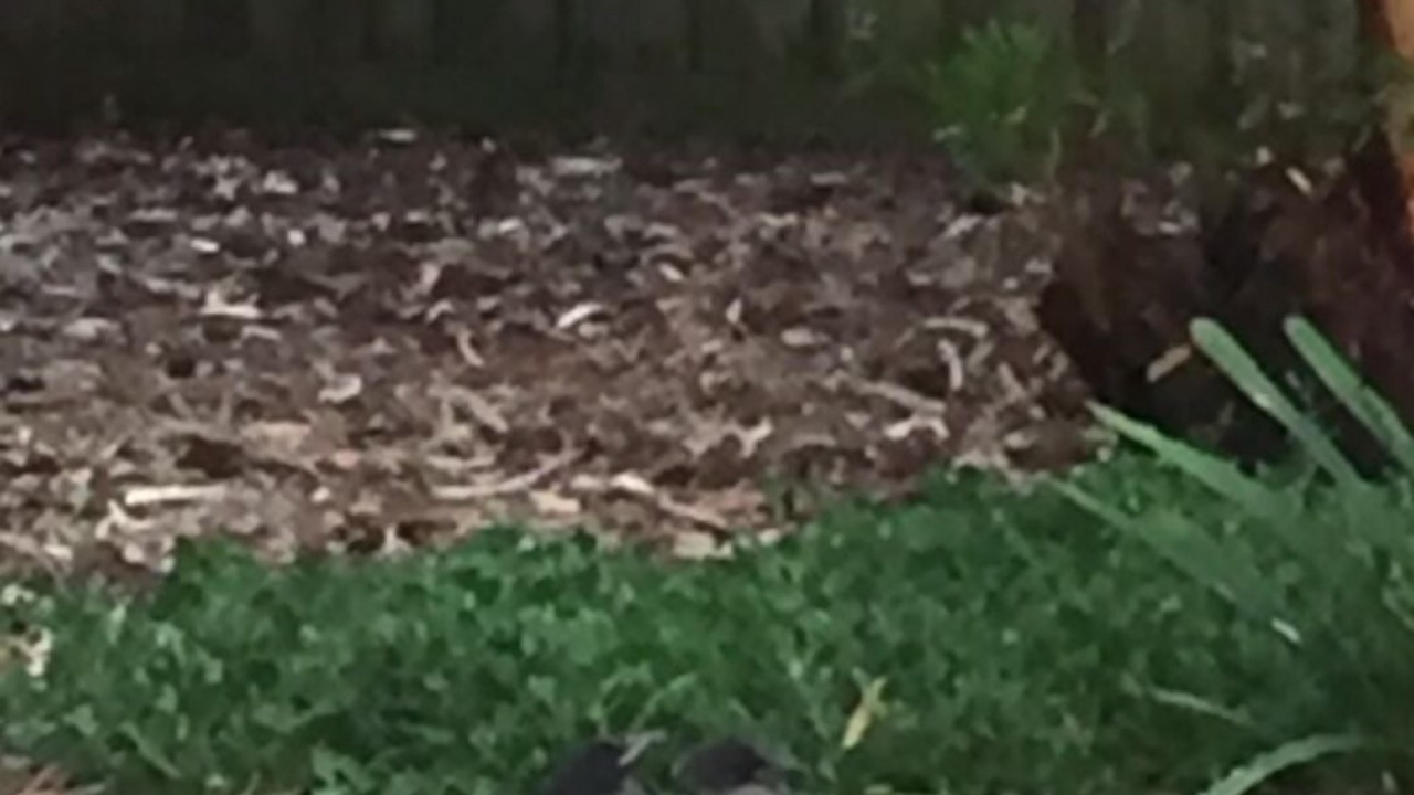 Photo of Others in Jan Juc