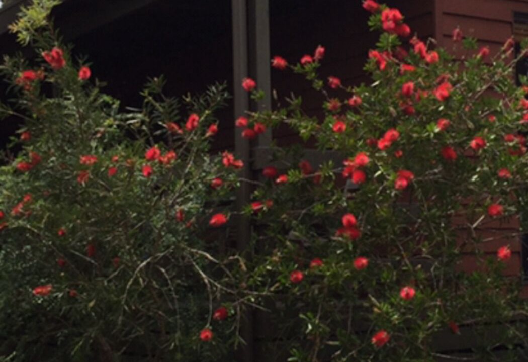 Photo of Outdoor in Jan Juc