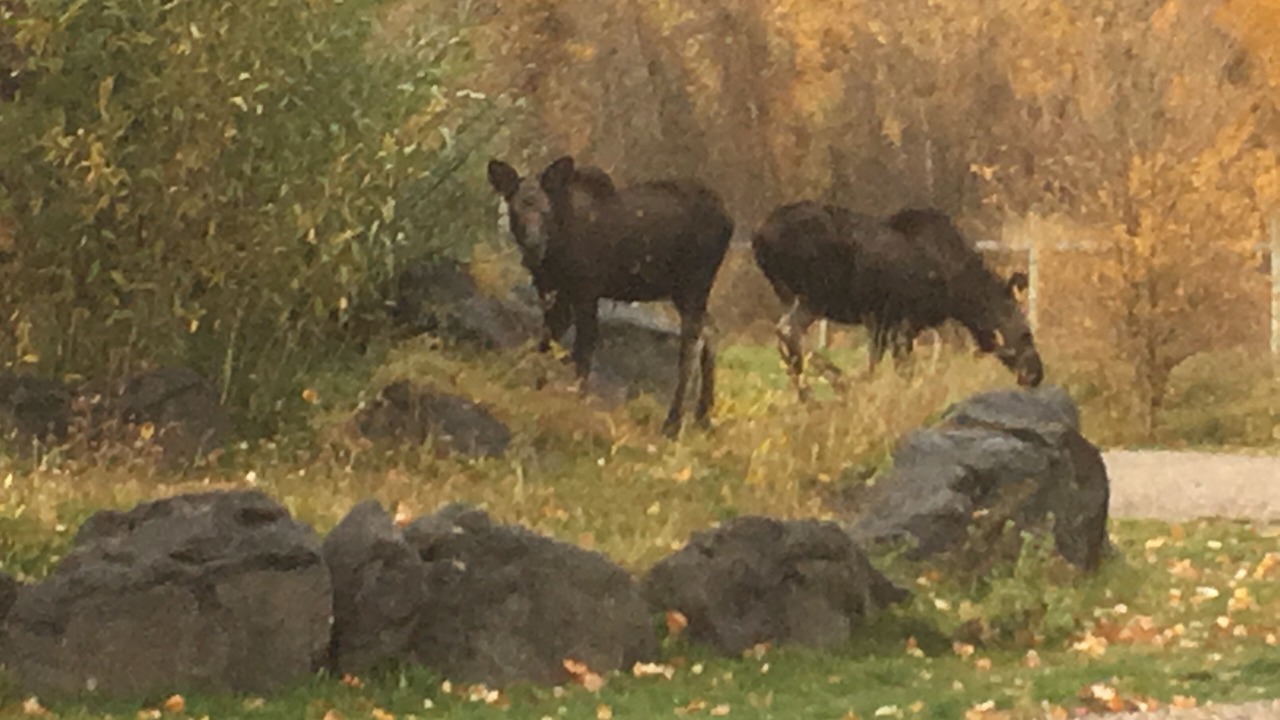 Photo of Outdoor in Rigby