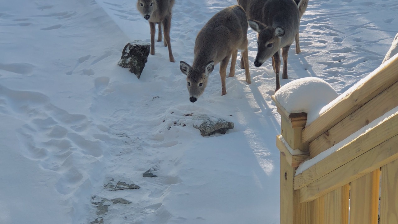 Photo of Outdoor in Beech Mountain