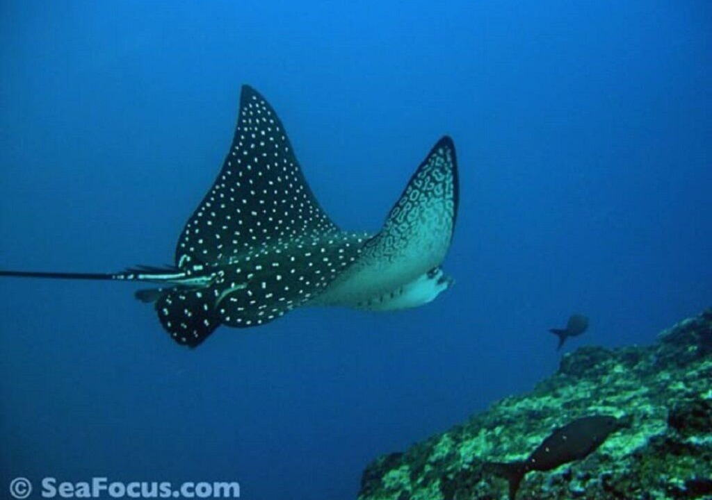 Photo of Others in Malacca City