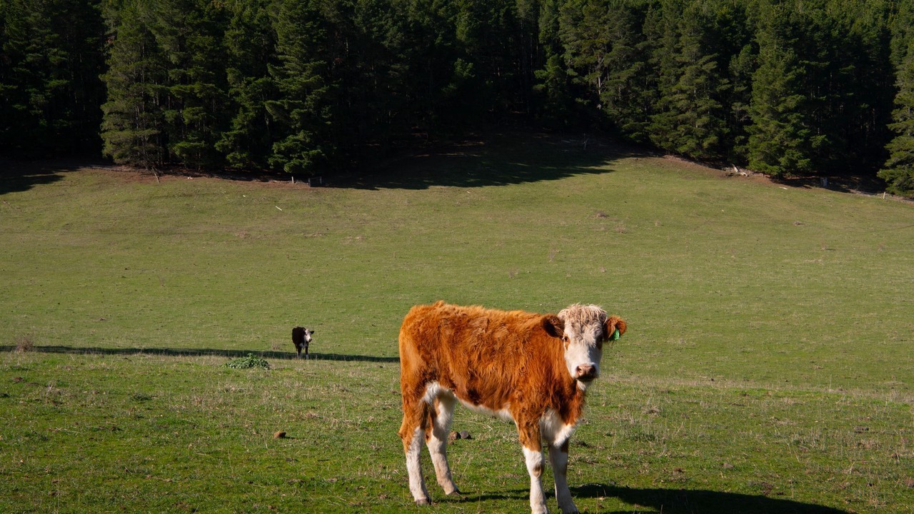 Photo of Others in Mount Franklin