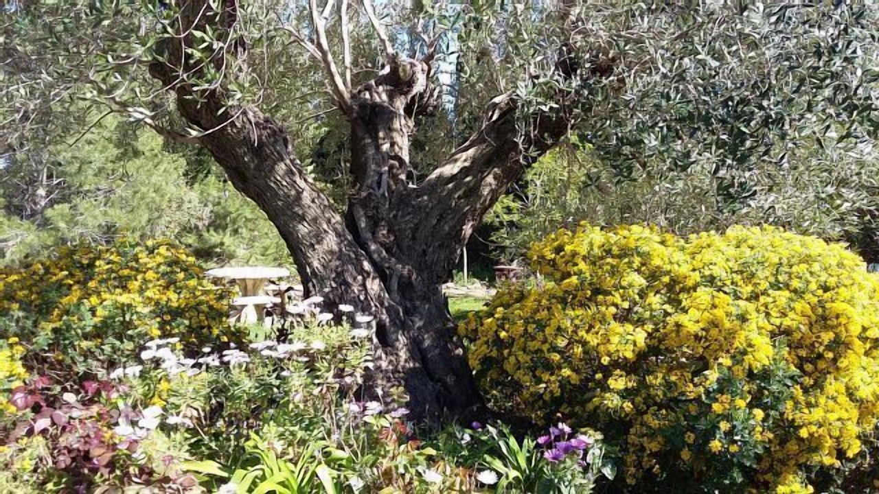 Photo of Outdoor in Figuerola del Camp
