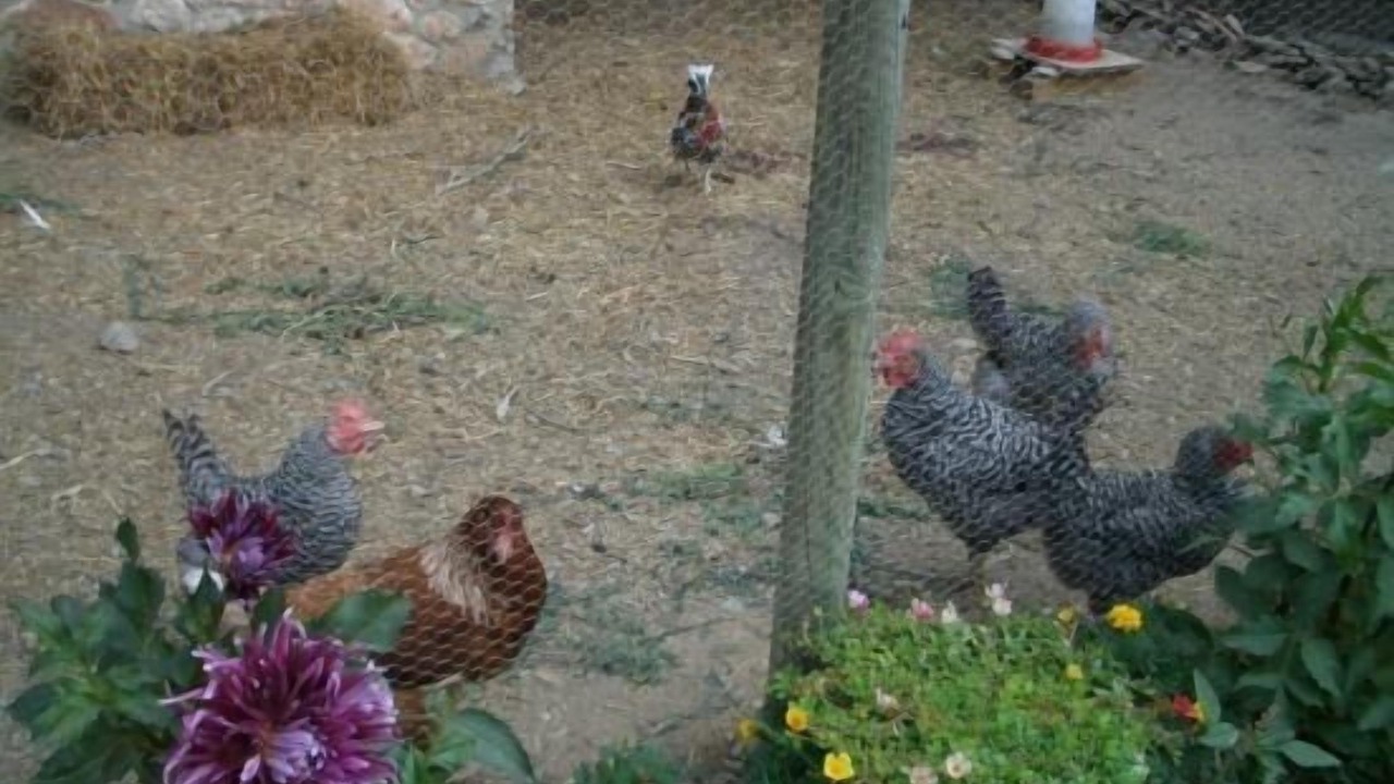 Photo of Outdoor in Figuerola del Camp