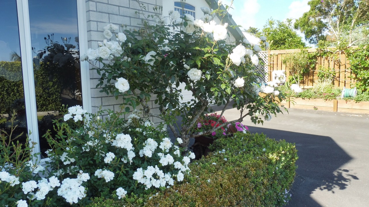 Photo of Outdoor in New Plymouth