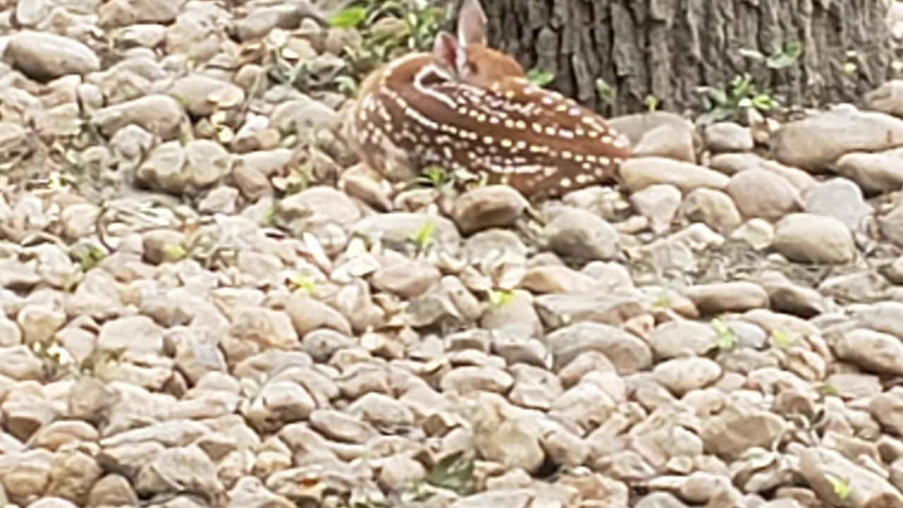 Photo of Outdoor in Fair Oaks Ranch
