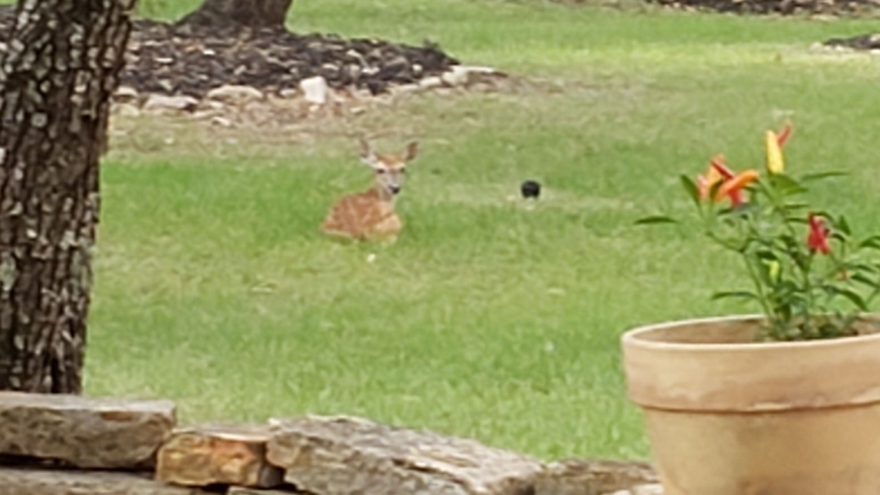 Photo of Outdoor in Fair Oaks Ranch