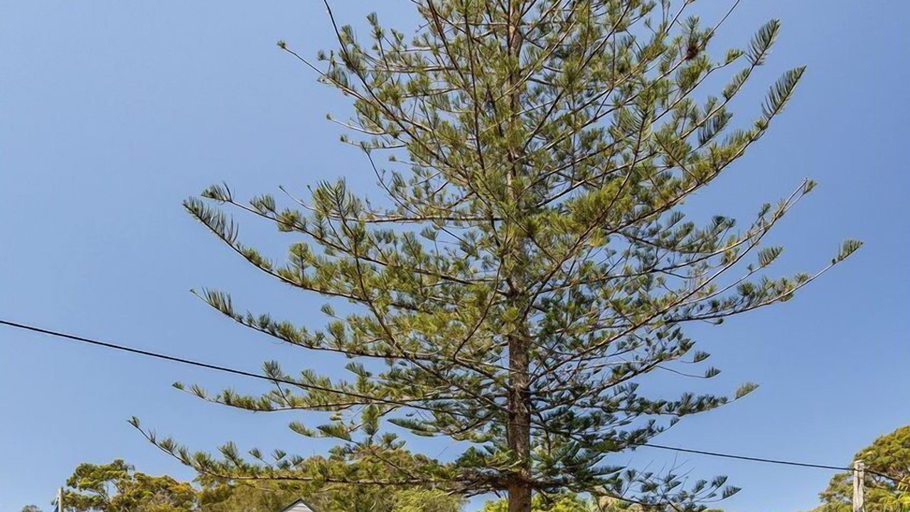 Photo of Outdoor in Smiths Lake