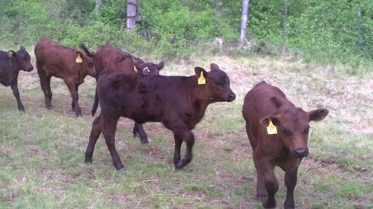 Photo of Outdoor in Wallowa County