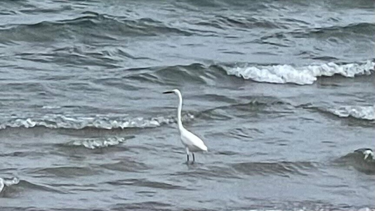 Photo of Others in Caseville
