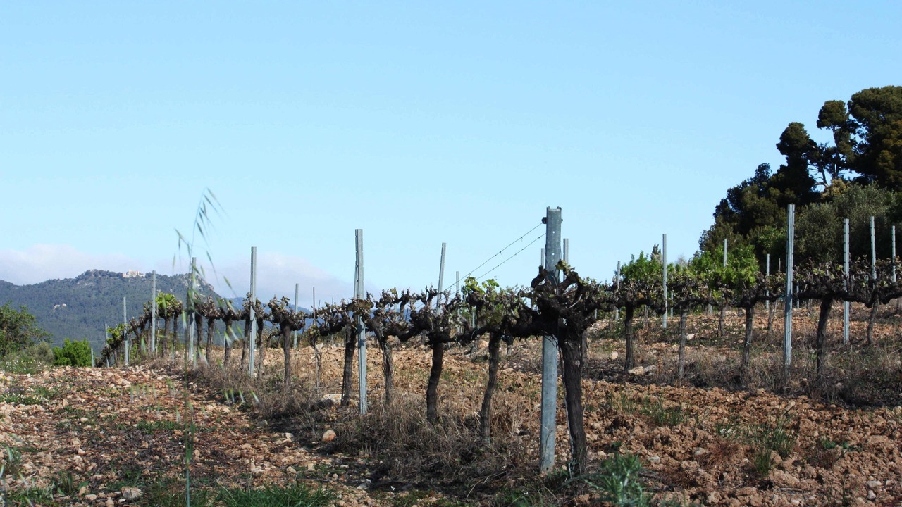 Photo of Others in San Martin Sarroca