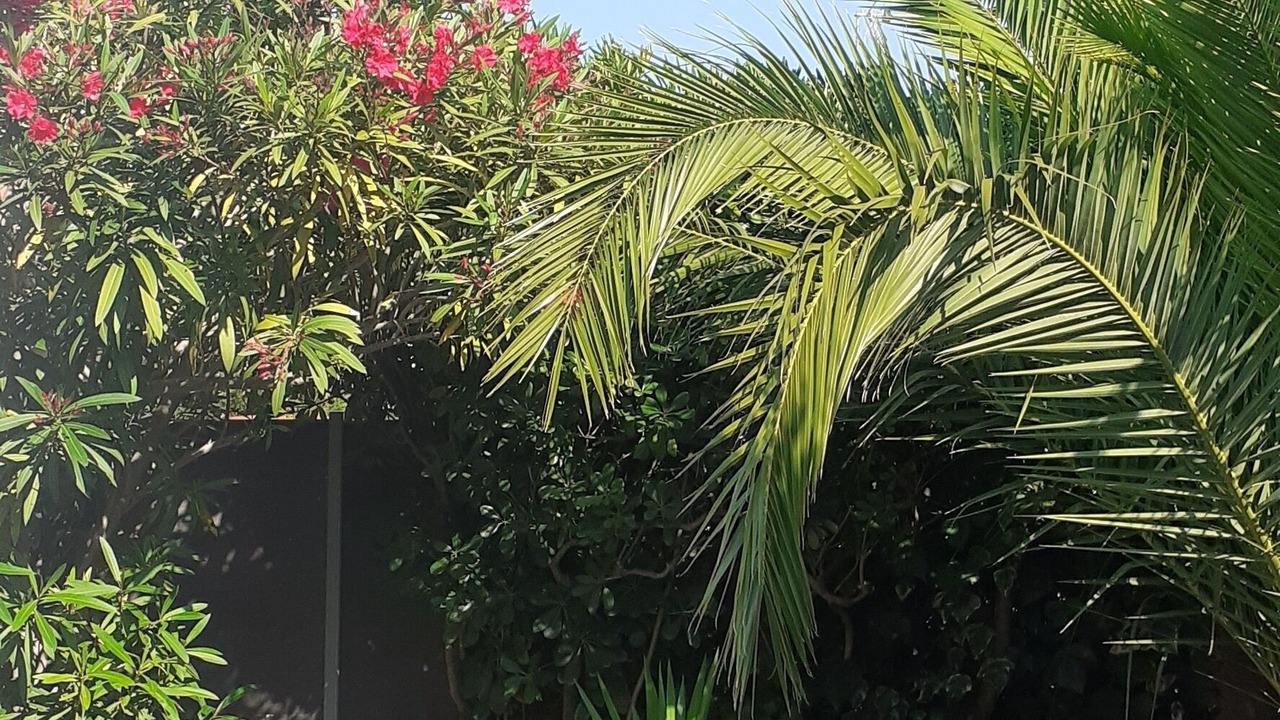 Photo of Outdoor in Saint-Cyprien Plage