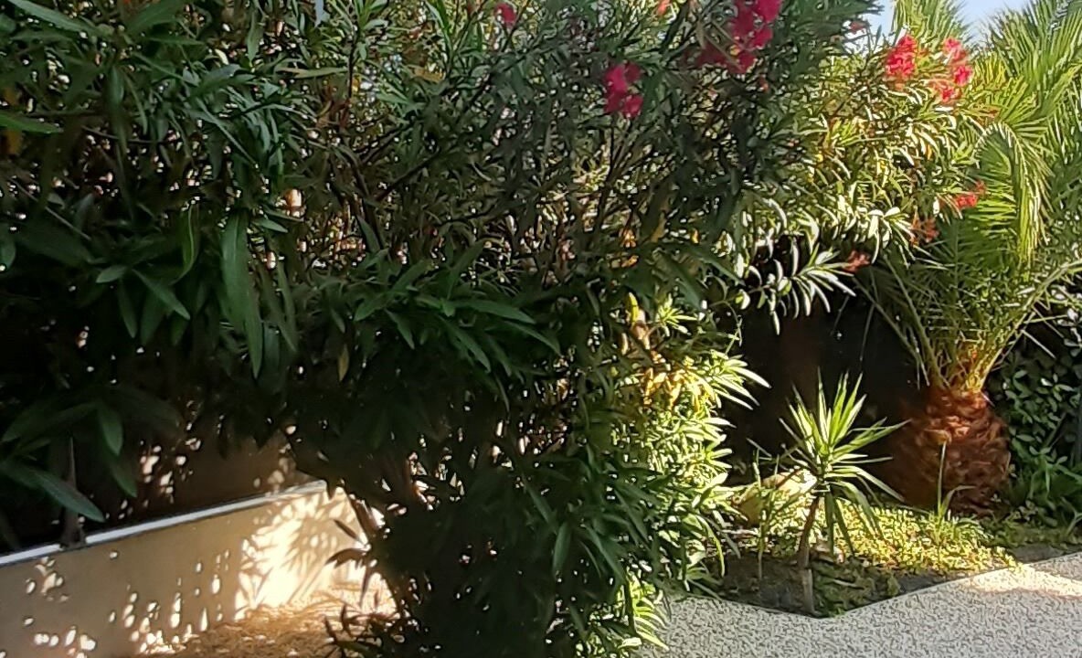 Photo of Outdoor in Saint-Cyprien Plage