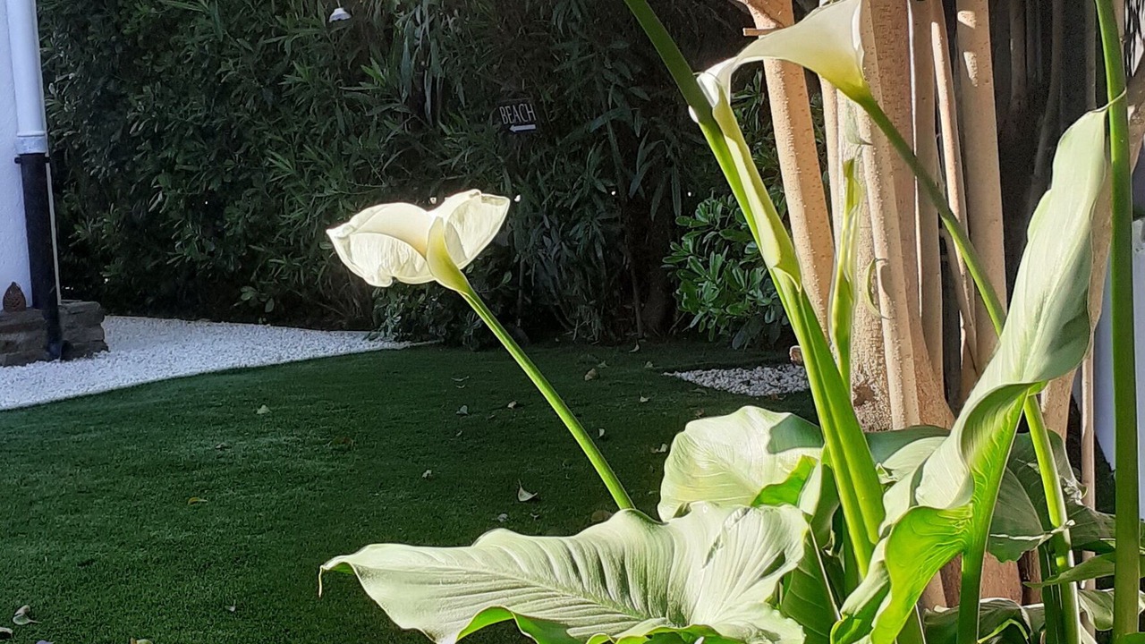 Photo of Outdoor in Saint-Cyprien Plage