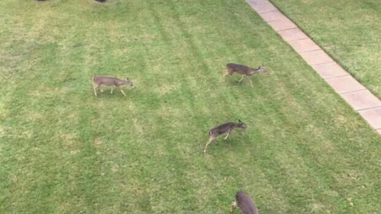 Photo of Others in Highland Lake Estates