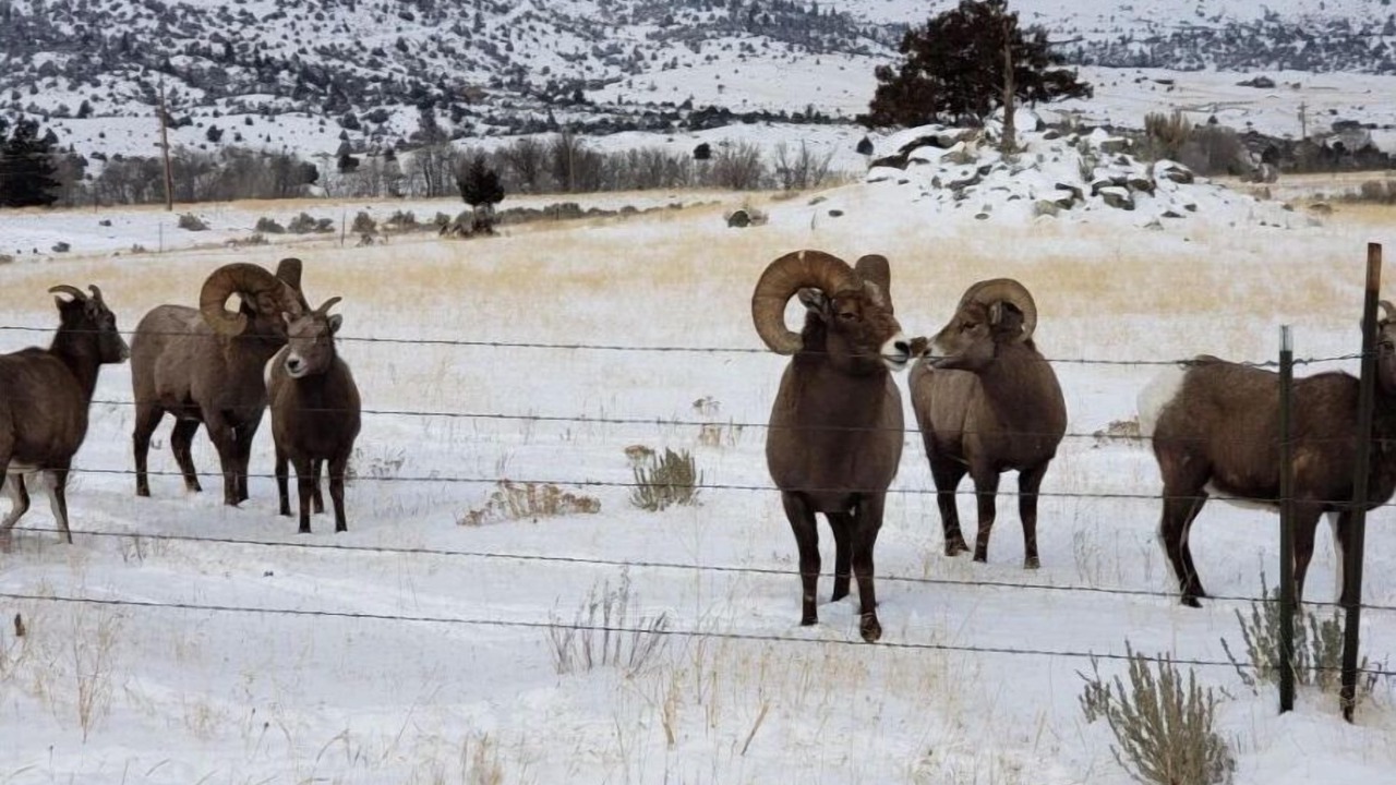 Photo of Others in Emigrant