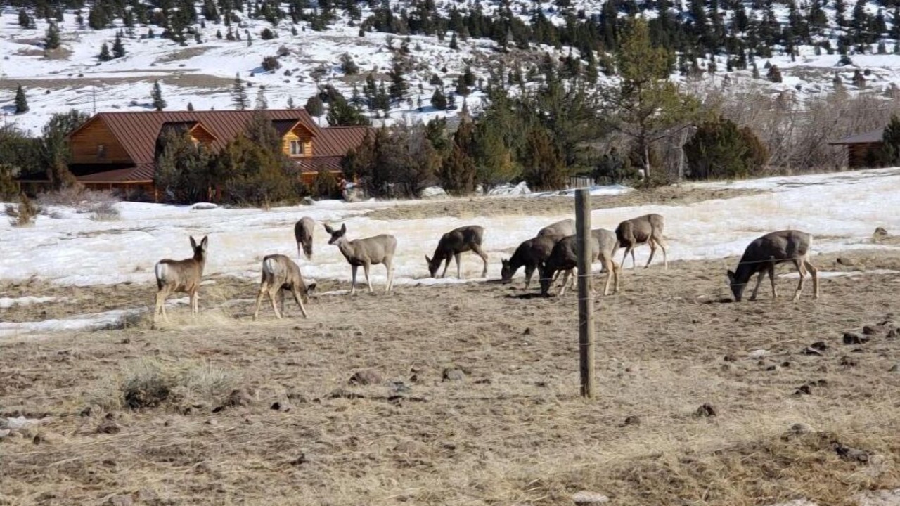 Photo of Others in Emigrant