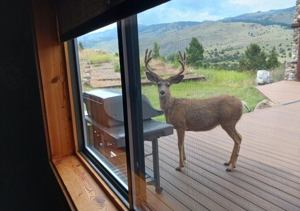 Photo of Others in Emigrant