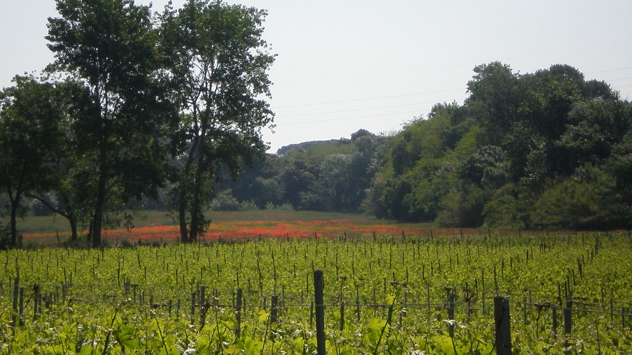 Photo of Outdoor in Salleles-d'Aude