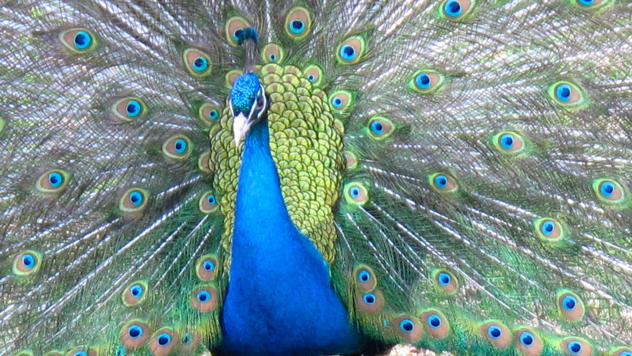 Photo of Others in Delhi