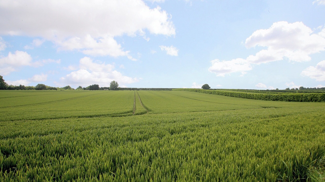 Photo of Others in Chilham