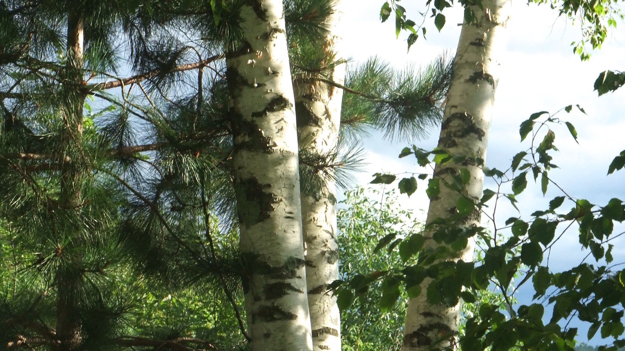 Photo of Outdoor in Beebe Plain