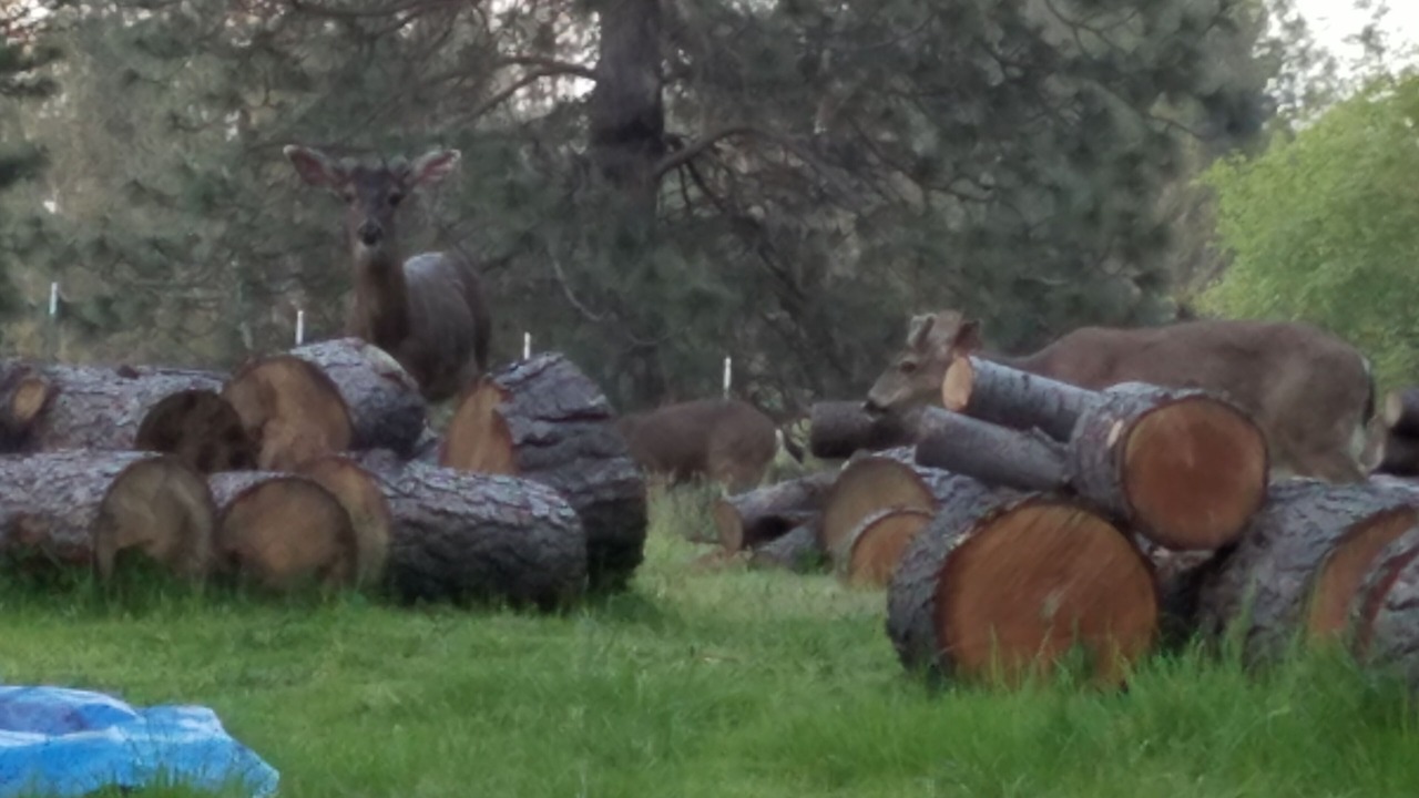 Photo of Others in Colfax
