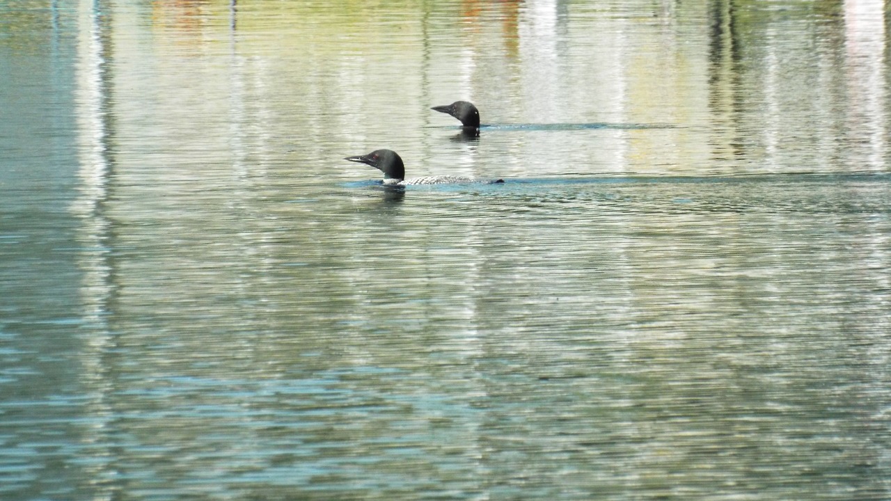Photo of Others in Lake