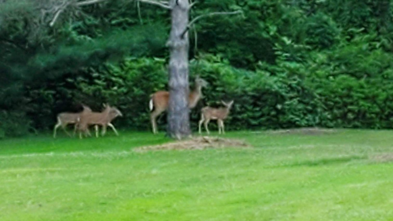 Photo of Others in Webster Crossing