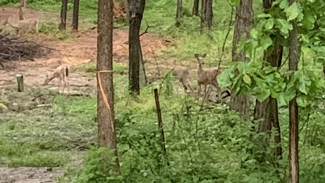 Photo of Others in Shenandoah