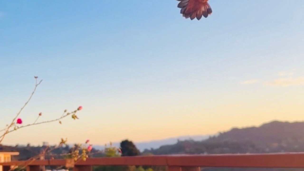 Photo of Others in Hollywood Hills West