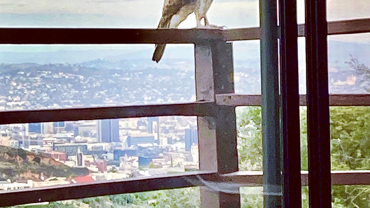 Photo of Others in Hollywood Hills West
