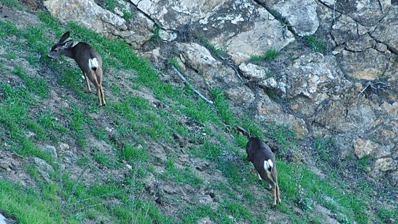 Photo of Others in Hollywood Hills West