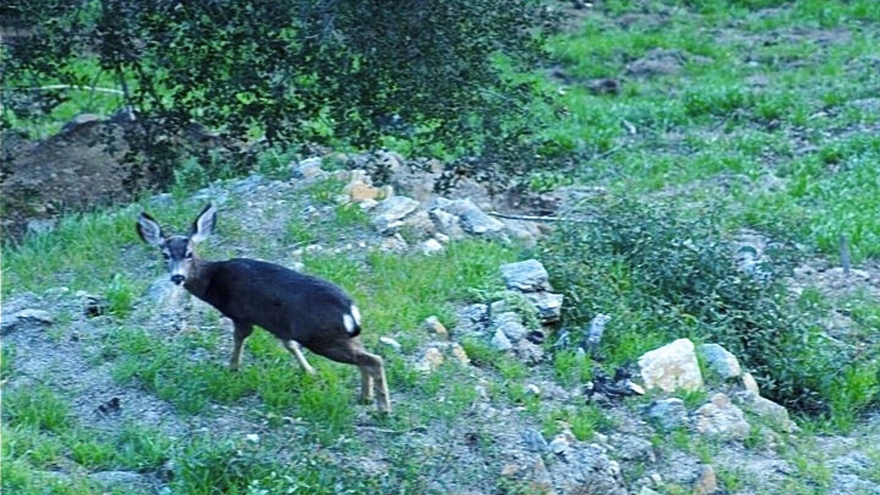 Photo of Others in Hollywood Hills West