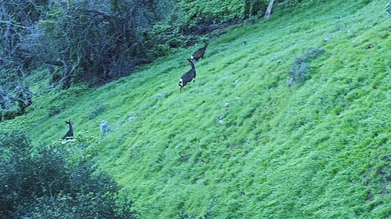 Photo of Others in Hollywood Hills West