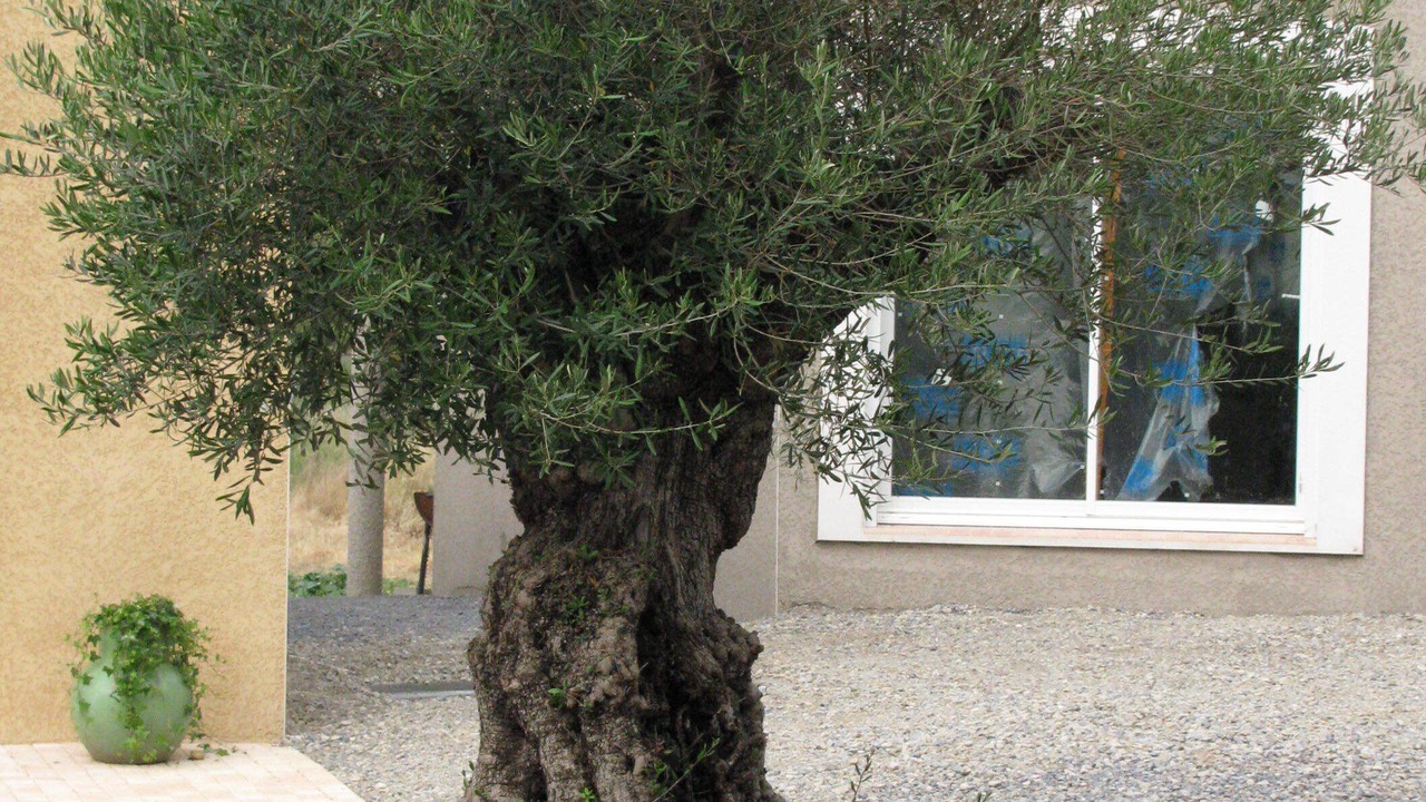 Photo of Outdoor in Montagnac