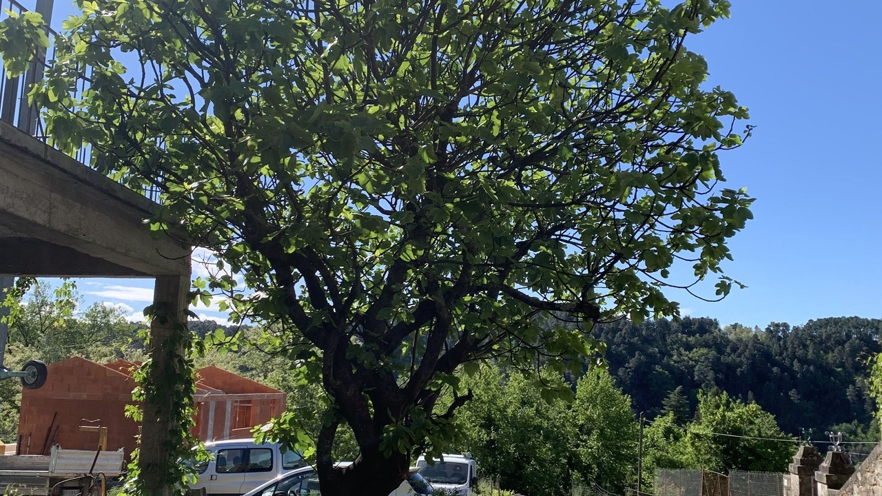Photo of Outdoor in Ribes
