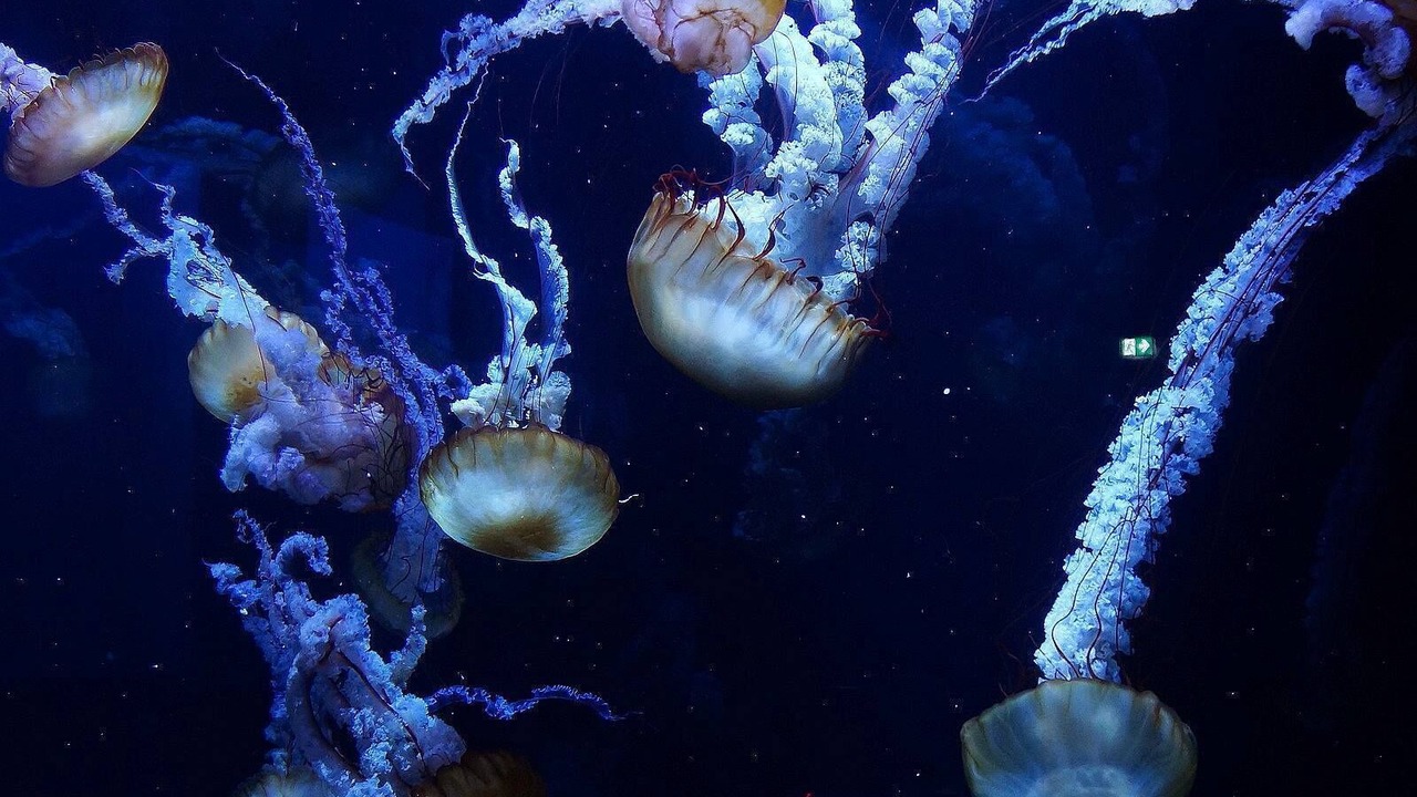 Photo of Others in Wimille