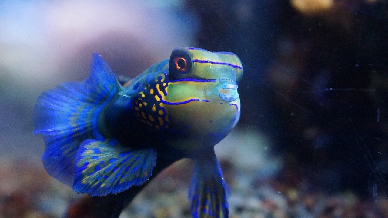 Photo of Others in Wimille