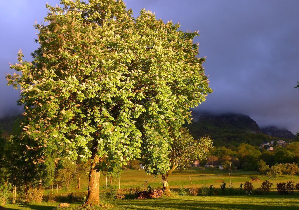 Photo of Others in Trevignin