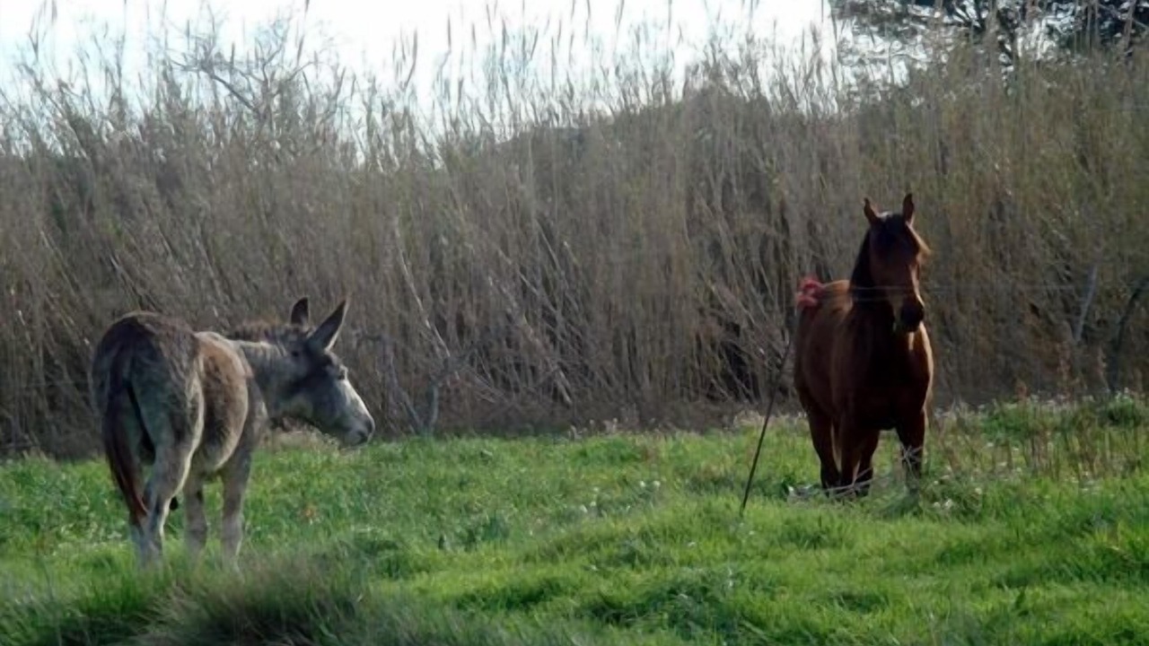 Photo of Outdoor in Sant Mateu