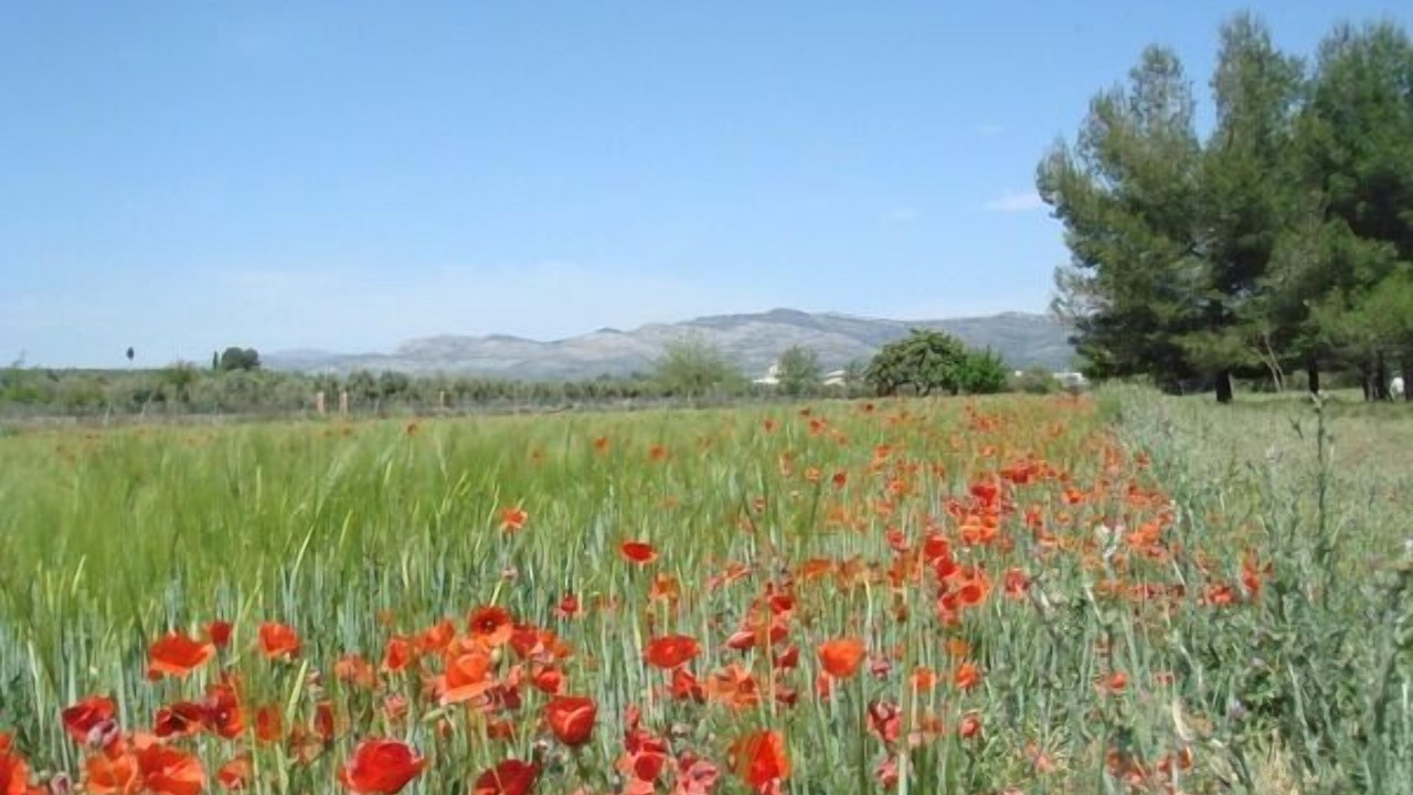 Photo of Outdoor in Sant Mateu
