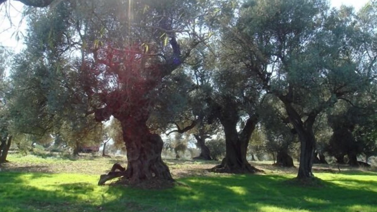 Photo of Outdoor in Sant Mateu