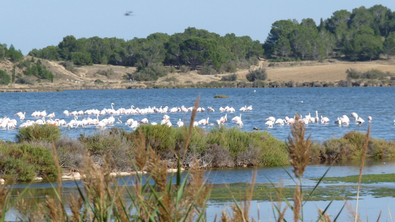 Photo of Others in Peyriac-de-Mer