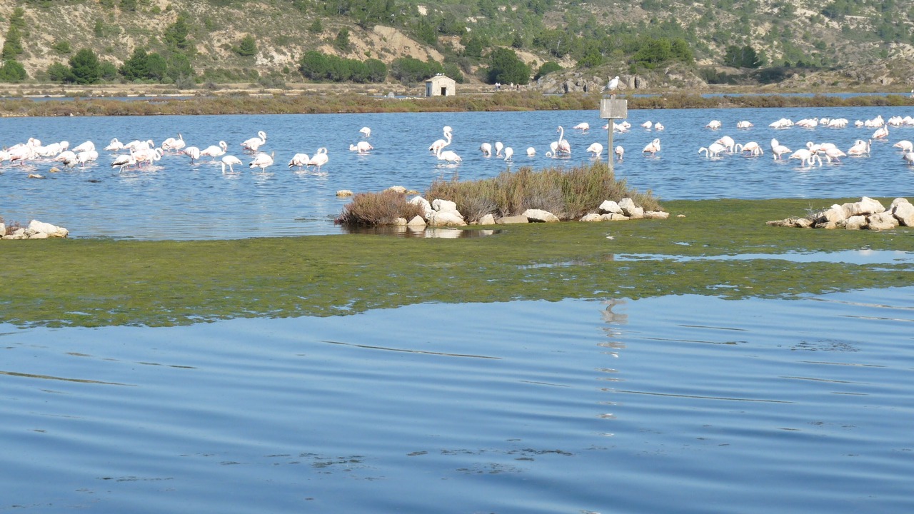 Photo of Others in Peyriac-de-Mer