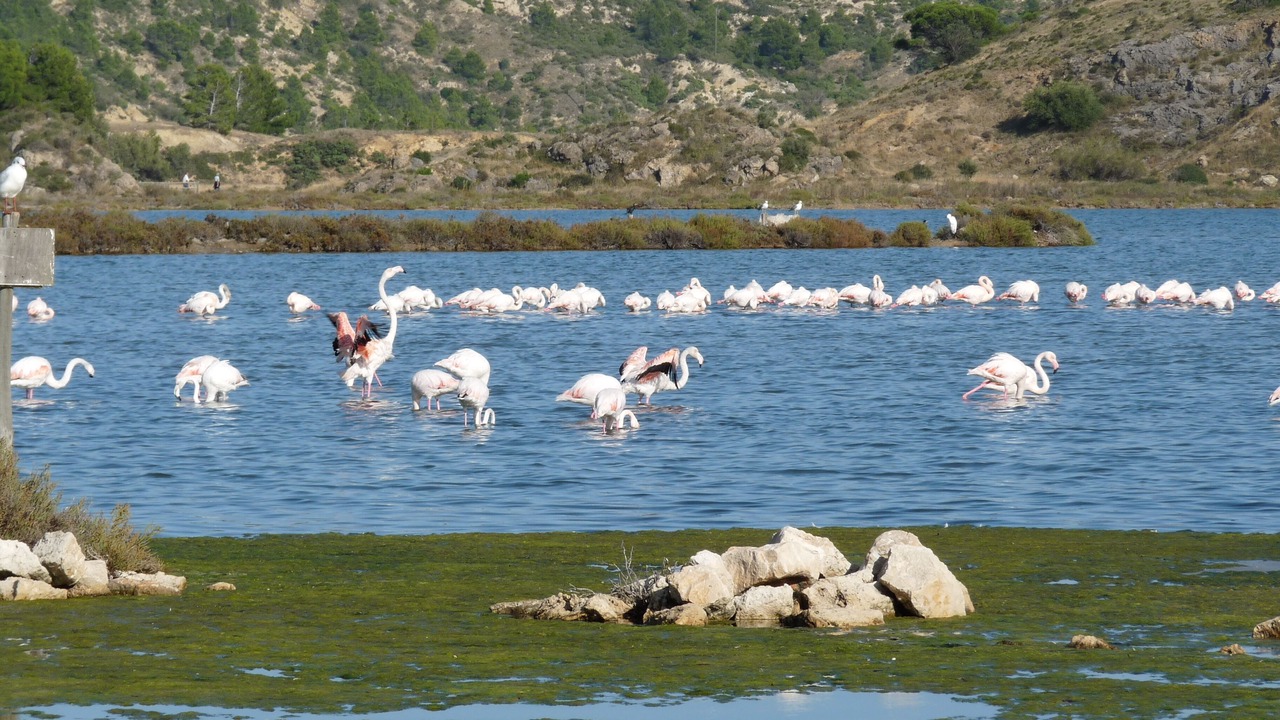 Photo of Others in Peyriac-de-Mer