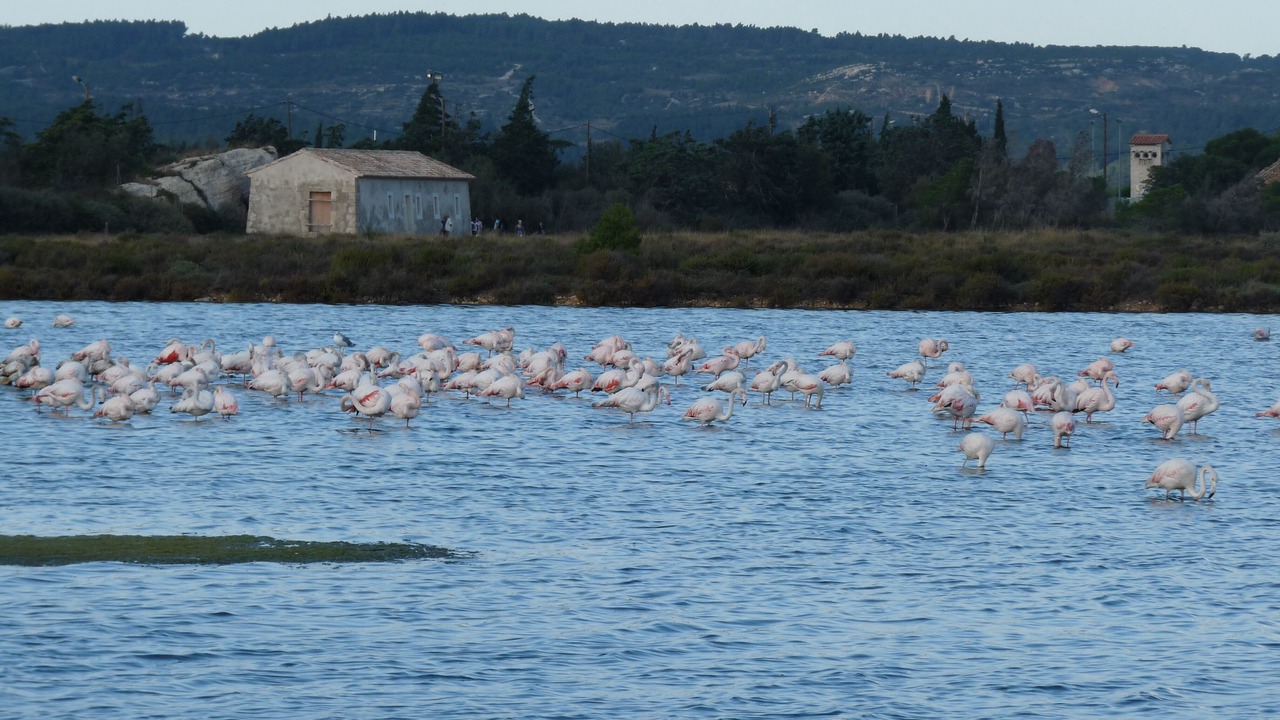 Photo of Others in Peyriac-de-Mer