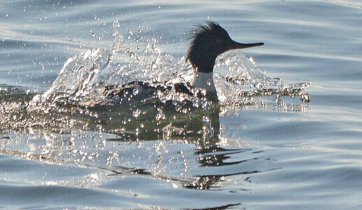 Photo of Others in Arundel on the Bay