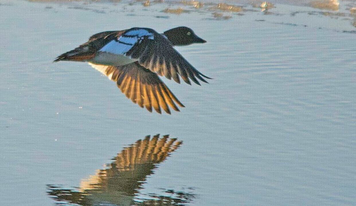 Photo of Others in Arundel on the Bay