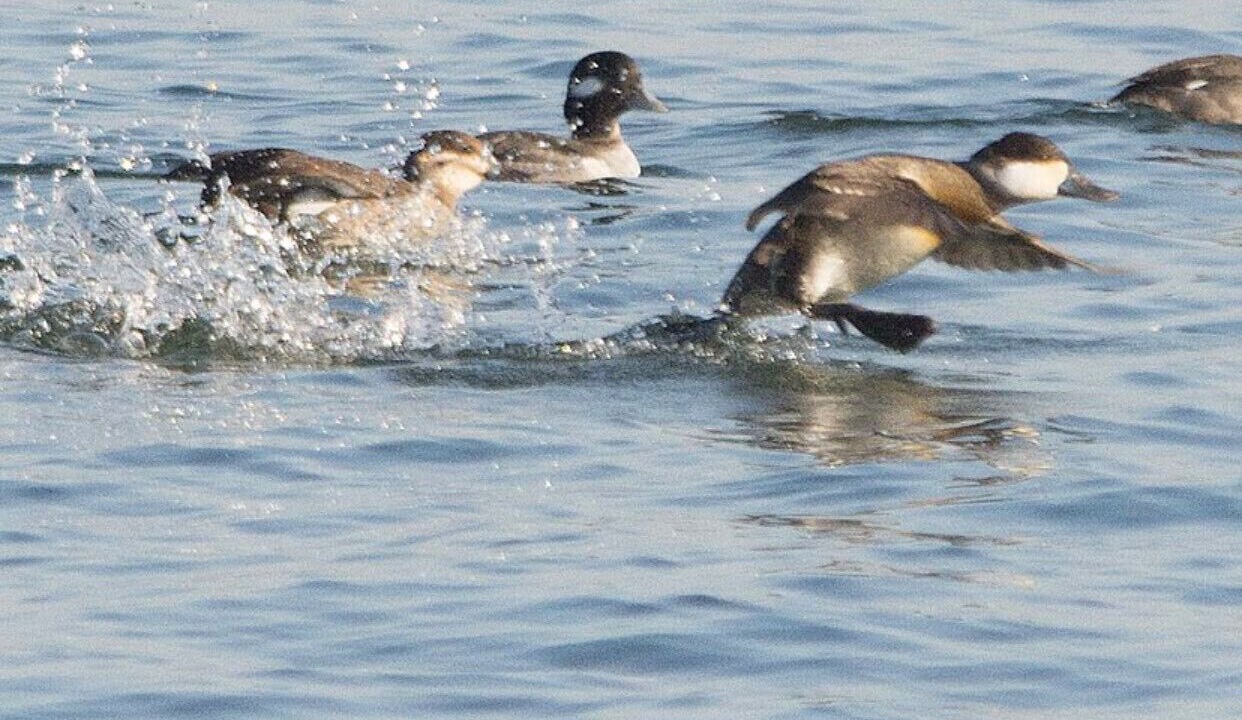 Photo of Others in Arundel on the Bay